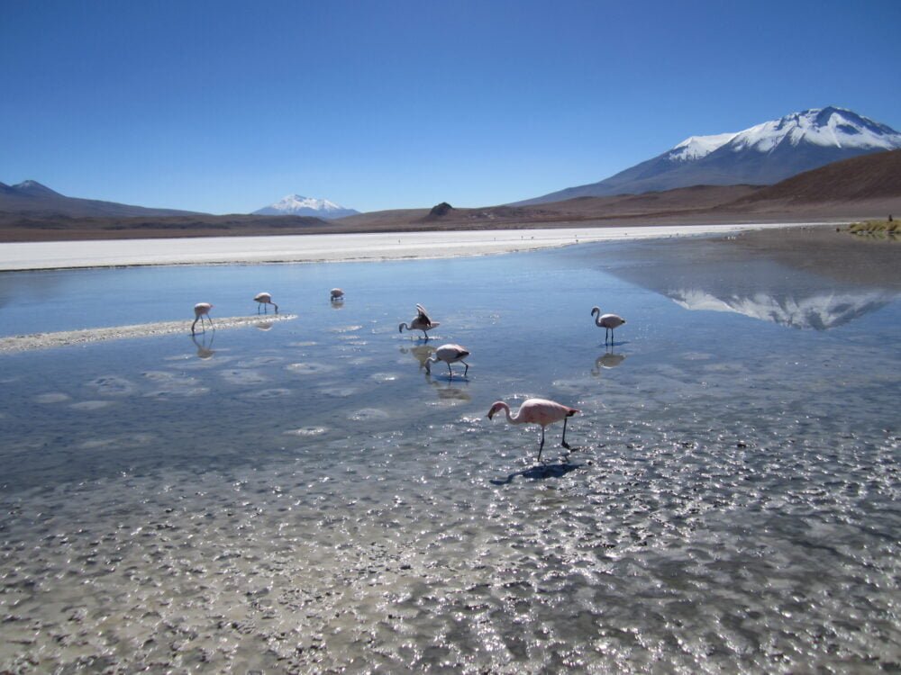 altiplano boliviano