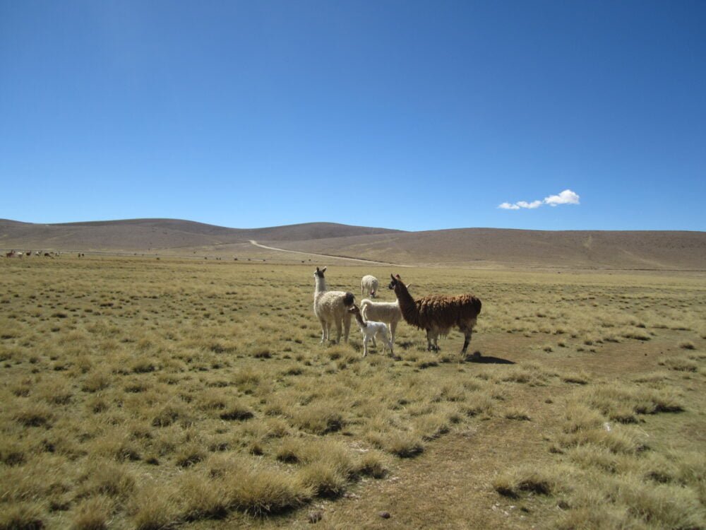 altiplano boliviano