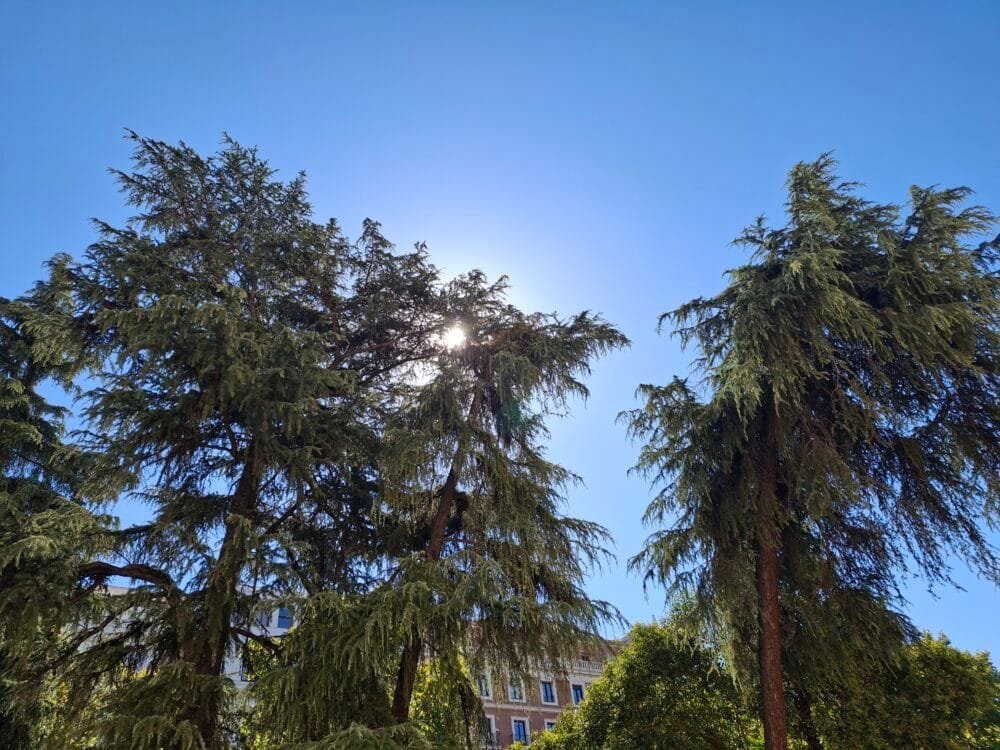 parque el retiro, que hacer en madrid en un dia