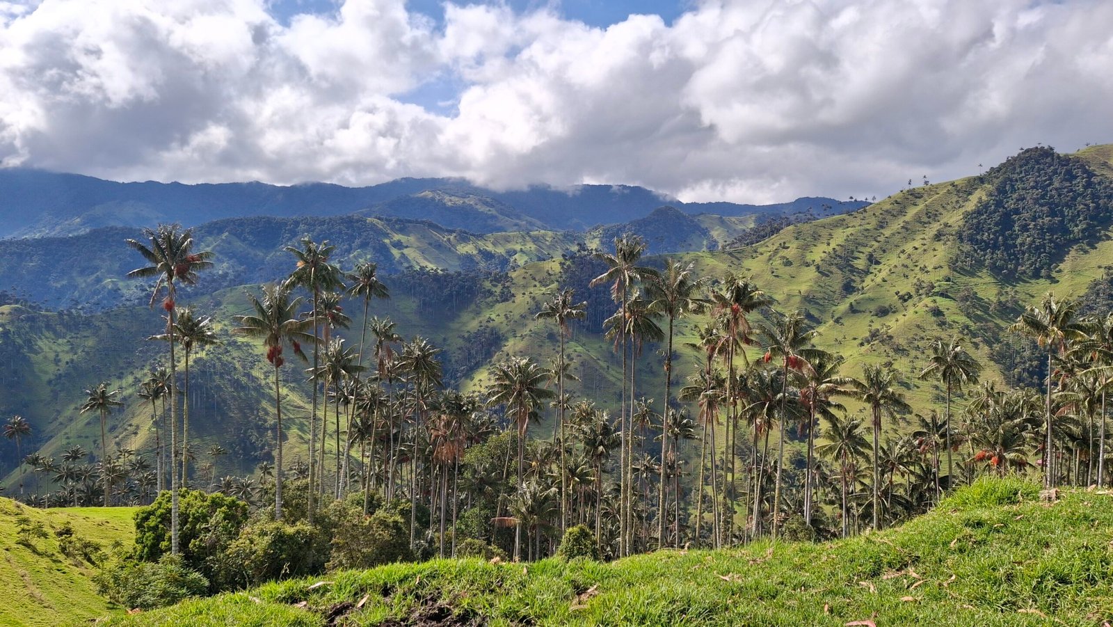 valle de palma de cera salento
