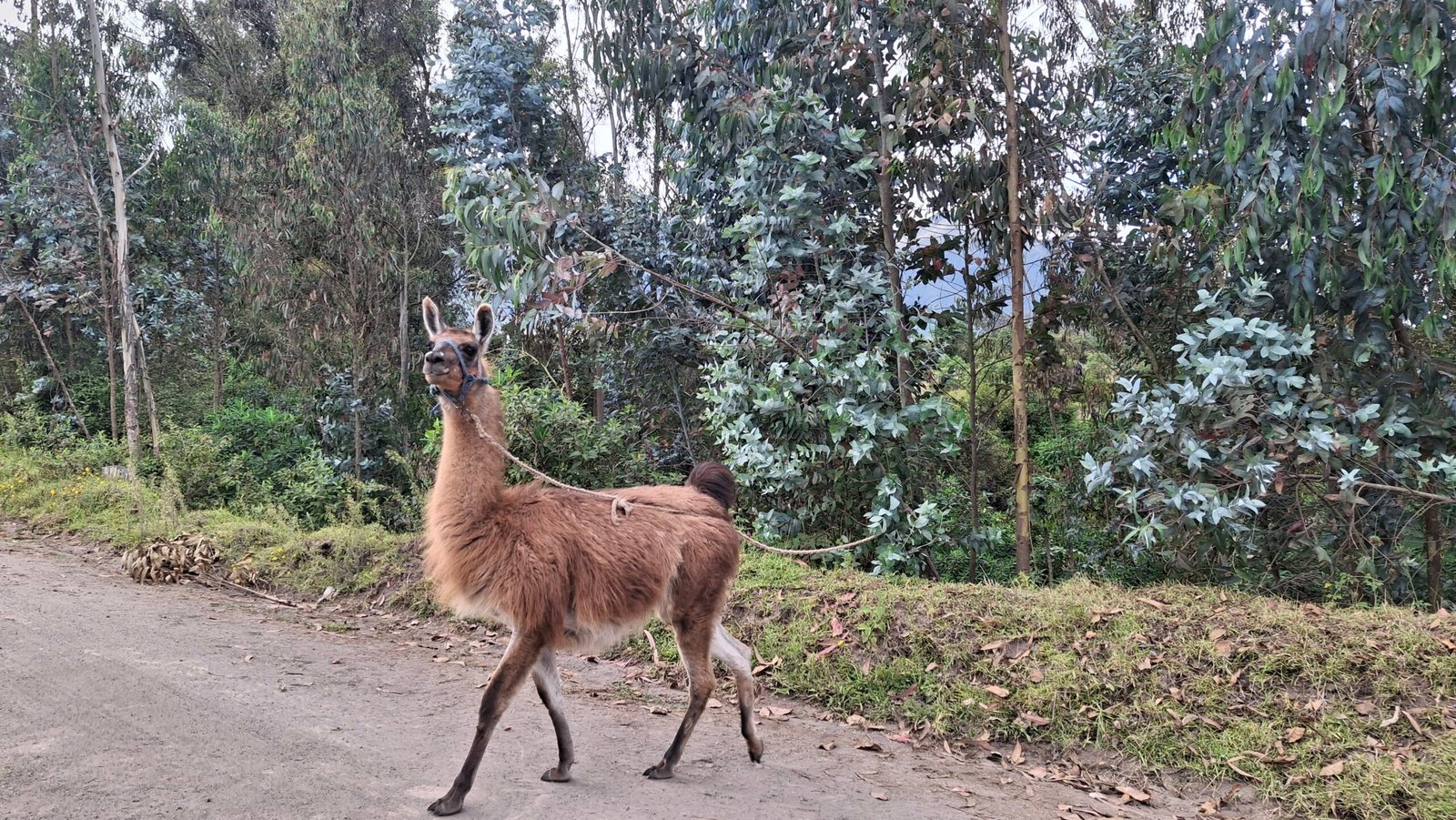 Llama walking on a dirt path with a rope halter, dense greenery in the background